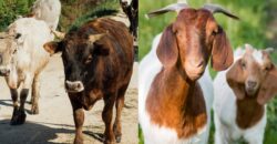 Seminar Qurban